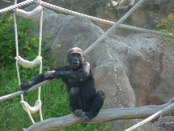 2011-05-08 Zoo Praha